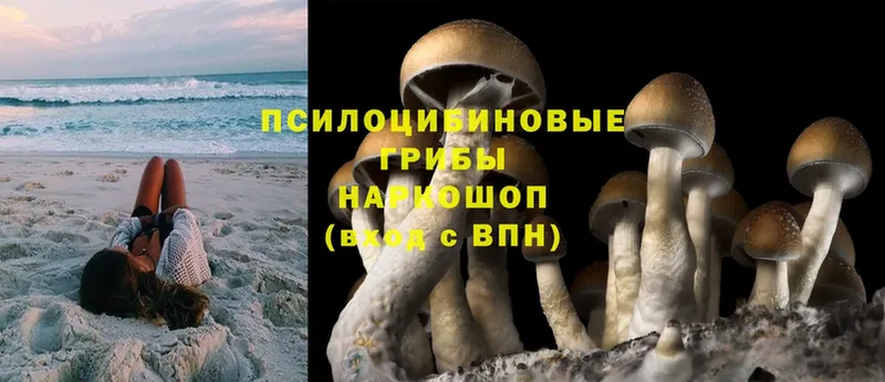 Галлюциногенные грибы Magic Shrooms Почеп